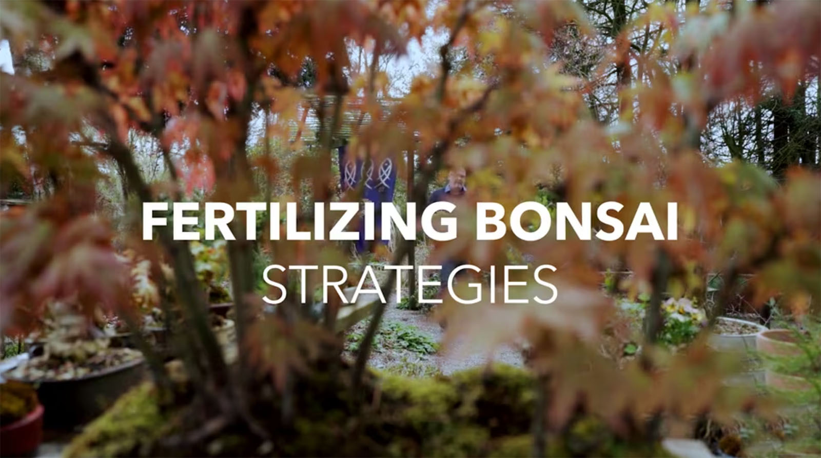 fertilizing-strategies