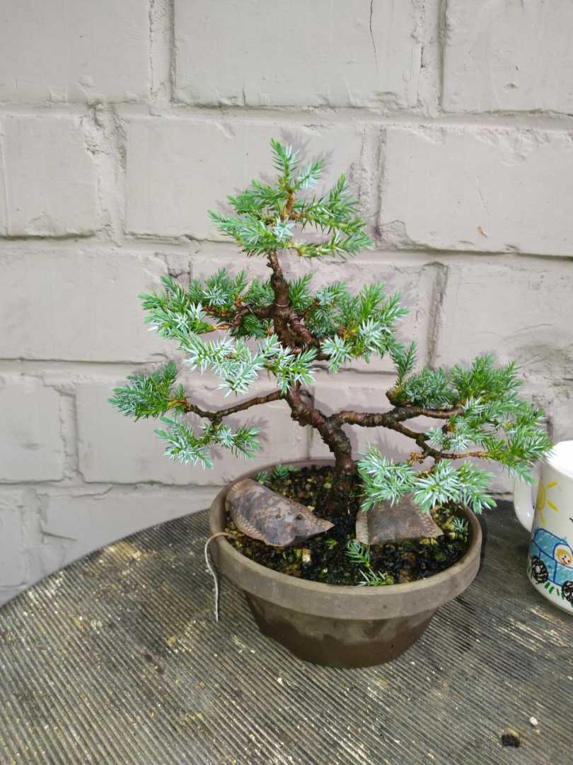 Juniperus wit